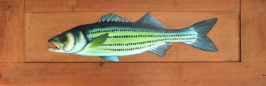 Striped bass Striped bass