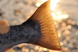 Ah, the beauty! Ah, the beauty!