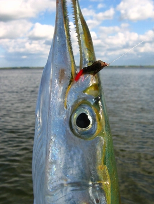 Garfish like'm too Garfish like'm too