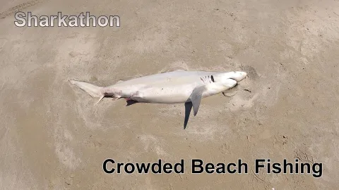 Video thumb for Fly fishing the beach can be tough