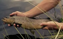 Video thumb for Dry or Die Brown Trout