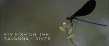 Video thumb for Fly Fishing the Savannah River