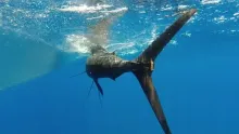 Video thumb for Exmouth Fly Fishing Billfish
