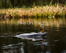 Video thumb for Polder Action