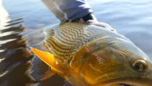 Video thumb for Golden Dorado River Cruiser