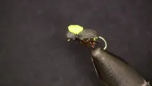 Video thumb for Foam Beetle
