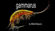 Video thumb for Gammarus
