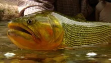 Video thumb for Backcountry Golden Dorado