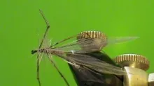 Video thumb for Adult Crane Fly
