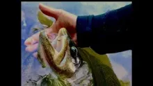Video thumb for Sight Fishing in France