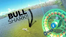 Video thumb for Big bull shark on fly rod