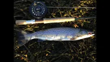 Video thumb for Flyfishing for seatrout, First fish 2014