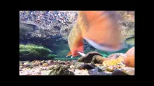 Video thumb for Clearly Brook Trout