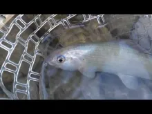 Video thumb for Fly Fishing Slovenia 2013 series 1 