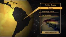 Video thumb for Golden Dorado Streamer