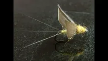 Video thumb for No Hackle Dry Fly