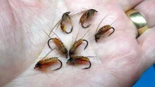 Video thumb for Caddis Pupa