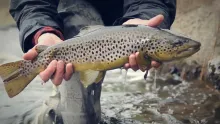 Video thumb for A Fishing Year Along The River Vindelaelven - part 2