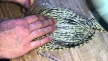 Video thumb for Preparing and selecting hackle feathers for streamers