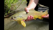 Video thumb for Small Stream Big Results - Euro Nymphing Approach