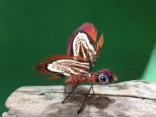 User submitted picture: Brown Butterfly