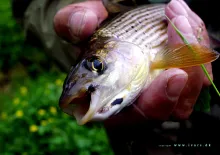 User submitted picture: Grayling