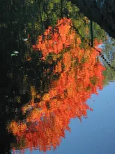 User submitted picture: Autumn fire