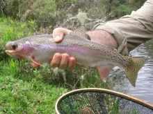 User submitted picture: Brazilian trout of the Ca...
