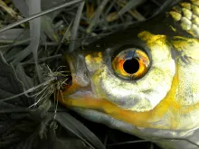 User submitted picture: Spring Dreams - the dutch...