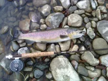 User submitted picture: autumn Brown trout of the...