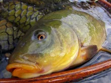 User submitted picture: Tench caugh with cream ny...