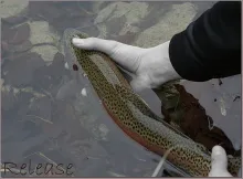 User submitted picture: release the fish and you ...