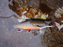 User submitted picture: Male Brook Trout, spawnin...