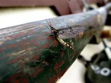 User submitted picture: May fly on lough Sheelin ...