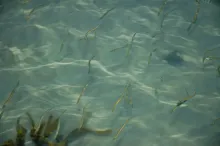 User submitted picture: Dinner served.