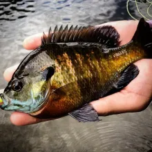 User submitted picture: Panfish fun