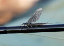 User submitted picture: mayfly
