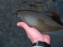 User submitted picture: Another Midge Victim