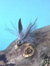 User submitted picture: This is "Rocky" the fly...