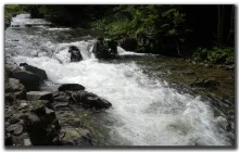 User submitted picture: forest streamâ¦,  Dunajec ...