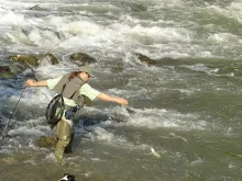 User submitted picture: Asp Catch