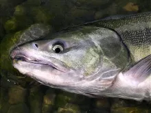 User submitted picture: Portrait of a chum salmon