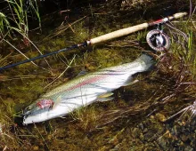 User submitted picture: Rainbow Trout caught and ...