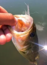 User submitted picture: Largemouth Bass caught at...