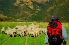 User submitted picture: Shepherd and his sheep - ...