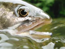 User submitted picture: A Char, just bevor it was...