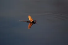 User submitted picture: mayfly 