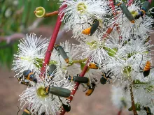 User submitted picture: The white flowering gum i...