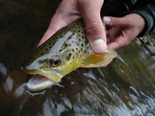 User submitted picture: Summertime Brown