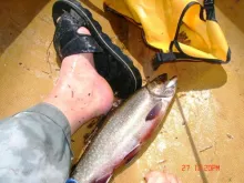 User submitted picture: Still water brookie taken...